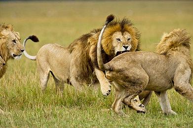 CDPR开发者为《星空》辩护 称B社更注重自由度而非动画